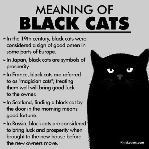 meaning black cats.jpg